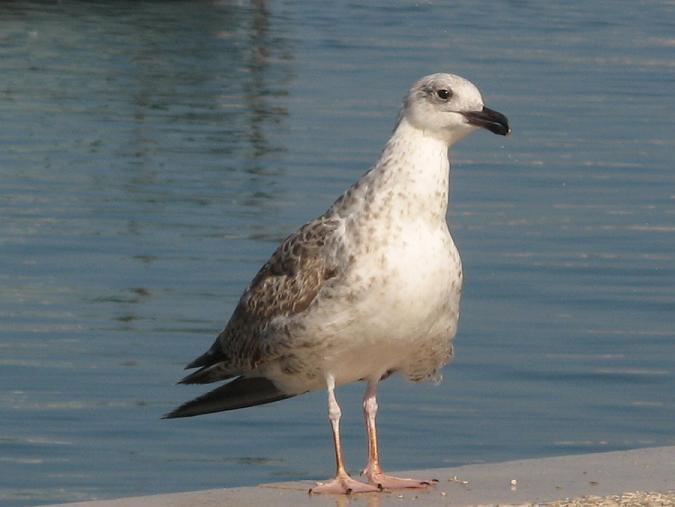 Avifauna humor
